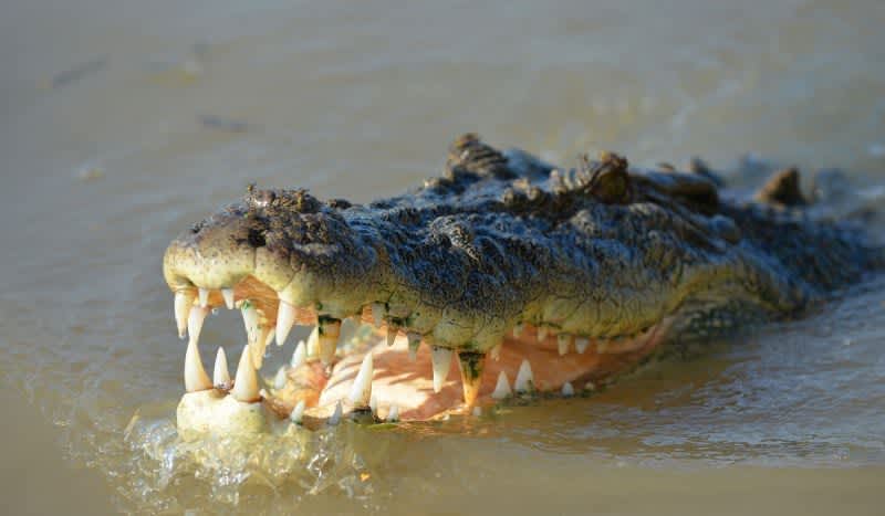 Baptism Ceremony Goes Awry After Crocodile Mauls The Pastor