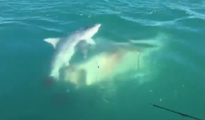 Video: ‘Beastly’ Shark Appears from the Deep to Chomp Another Shark