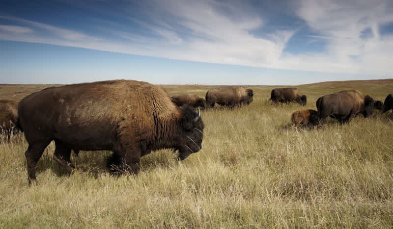Yellowstone Bison Gores California Woman After Getting Too Close, Officials Say