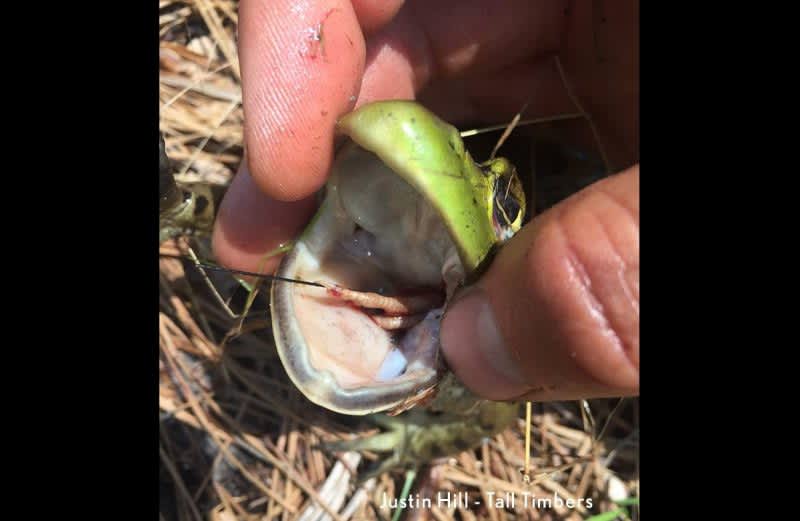 Two Bobwhite Quail Chicks Found in Stomach of an American Bullfrog