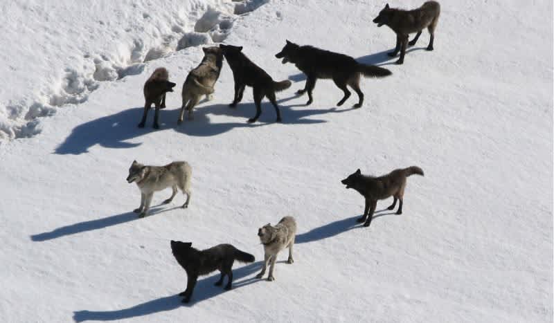 BREAKING: Agency Considers Dropping Wolves From Legal Protections Across Lower 48