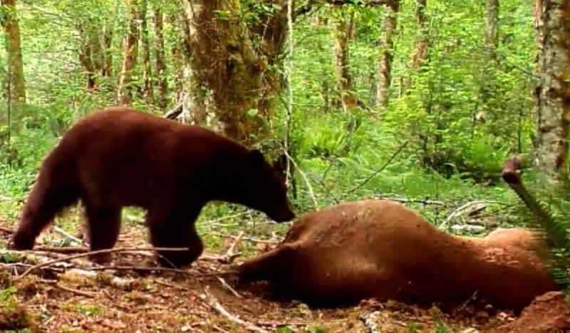 Video: Trail Camera Placed Over Bear Kill Proves Nature Doesn’t Waste Anything