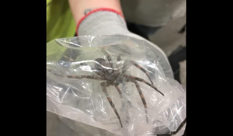Indiana Man Finds ‘Giant Beast’ Fishing Spider That Walks On Water
