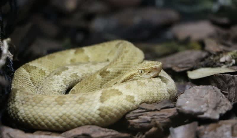 This Island Off the Coast of Brazil is Completely Overrun by Golden Lancehead Vipers, and it’s Illegal to Visit