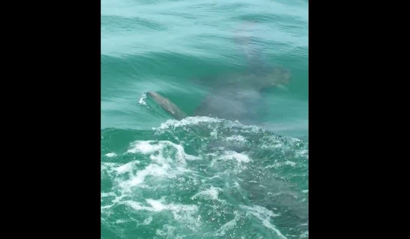 Video: Boater Films Hammerhead Shark Chasing Tarpon Off Coast of Anna Maria Island