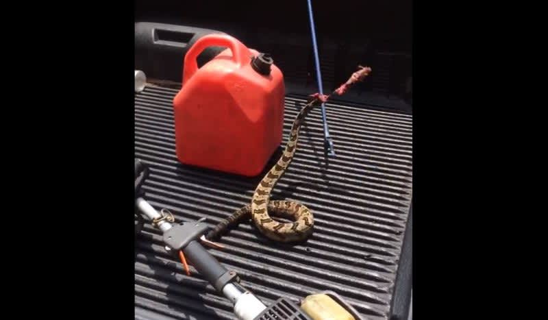Video: Headless Rattlesnake Tries to Strike Alabama Man an Hour After Shooting it