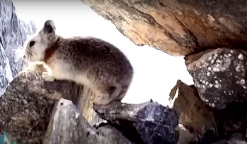 Video: Rare Ili Pika Appears On Video For First Time Ever