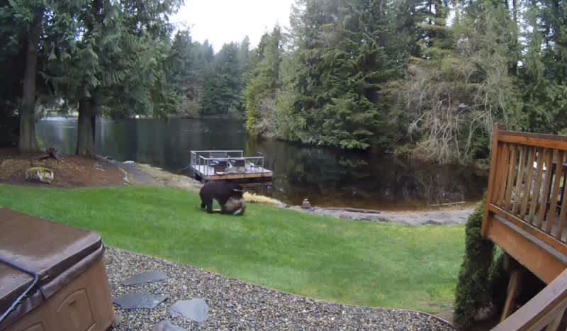Video: Nest Security System Catches Black Bear Hauling Deer Across Backyard
