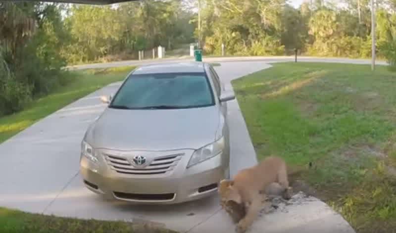 Video: Florida Panther Attacking House Cat in the Driveway of South Florida Home
