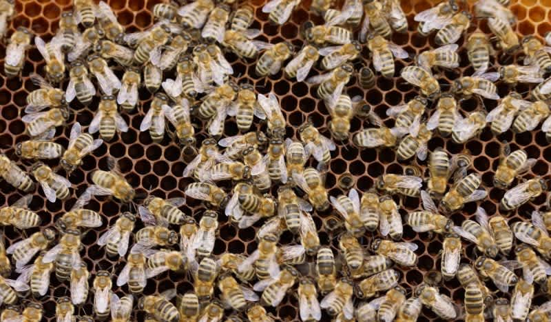 Walmart Files Patent for Autonomous Robo-Bees, or ‘Pollination Drones’