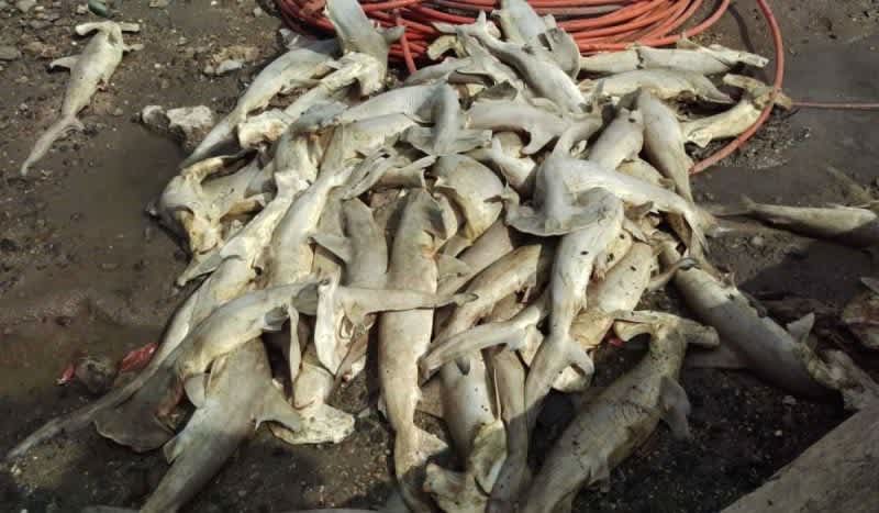 Shark Mystery: 100 Baby Hammerhead Sharks Found Dead Sparks Investigation