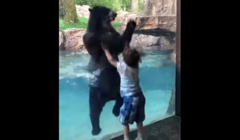 Video: Spectacled Bear Plays Game of Copycat With a Five-Year-Old