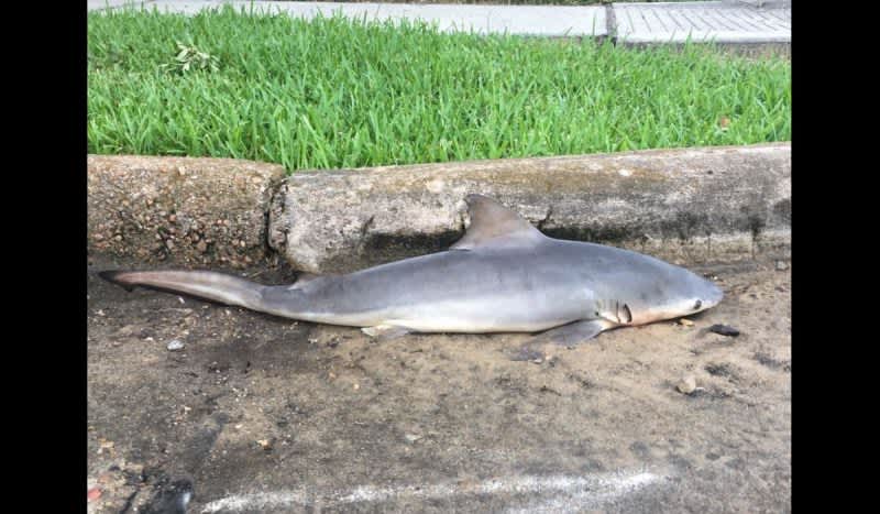Residents Confused After Blacktip Shark Suspiciously Washed Up in a Texas Neighborhood