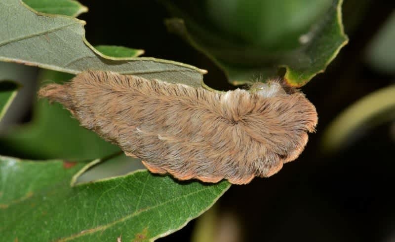 Teenager Hospitalized by Poisonous Southern Flannel Moth Caterpillar