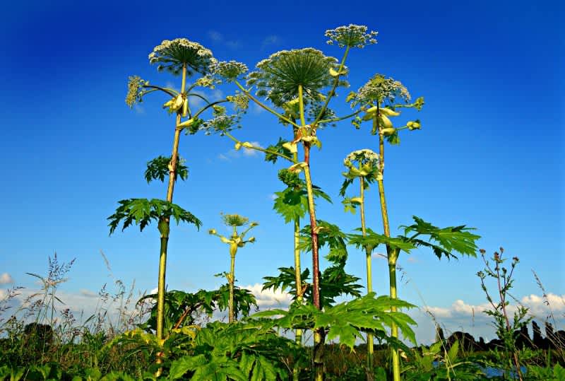 Giant Hogweed, A Toxic Plant That Causes Burns And Blindness, Has Popped Up In Virginia