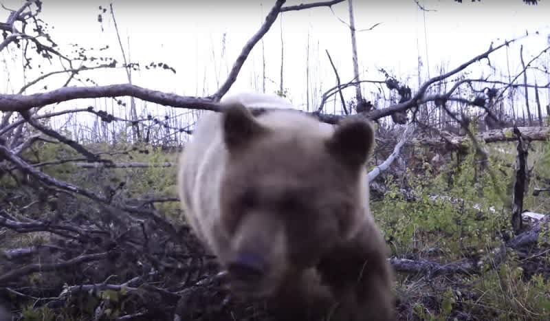 Video: Angry Sow Bear Viciously Charges Hunters in a Ground Blind