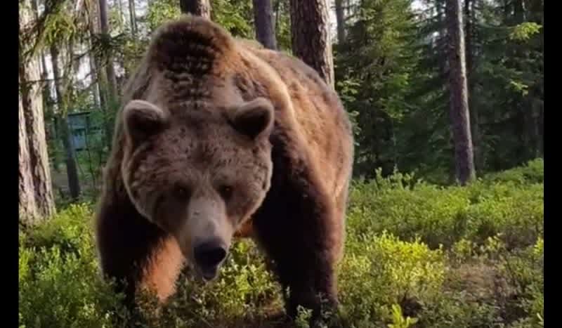Video: What Would You Do If You Saw This Big Ol’ Bear Outside Your Tent?