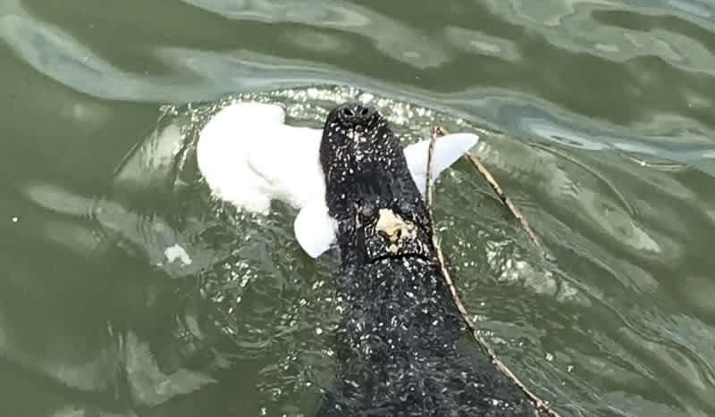 Aquatic Battle Royale: Gator Captured on Video Chomping a Shark on Hilton Head Island