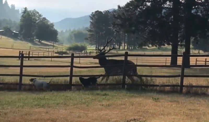 Video: Bull Elk Swings by to Run Around With His Dog Friends