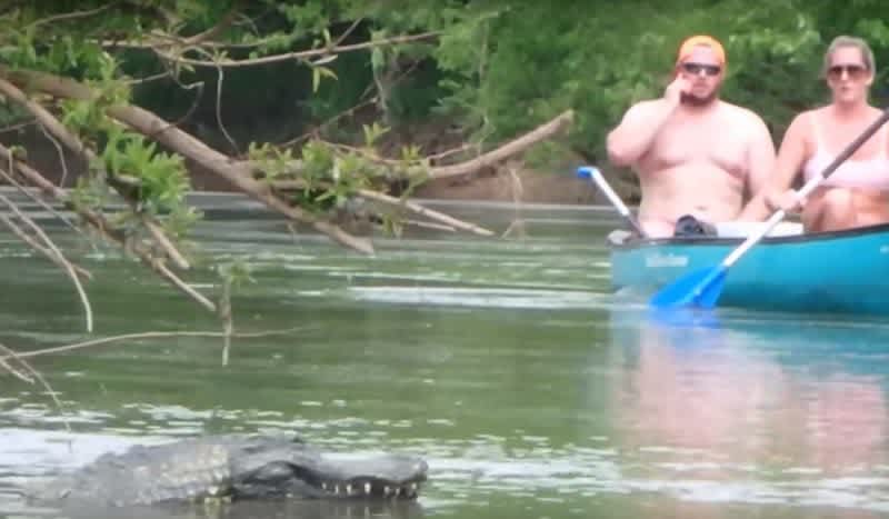 Video: Remote Controlled Gator Head Prank Doesn’t Go Over Well With Some Folks