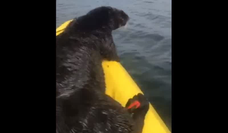 Funny Video: Sea Otter Hijacks Kayak and Hitches a Ride