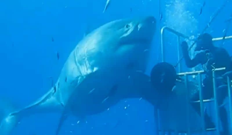 Video of Possibly the Largest White Shark Ever Filmed ‘Deep Blue’ Resurfaces