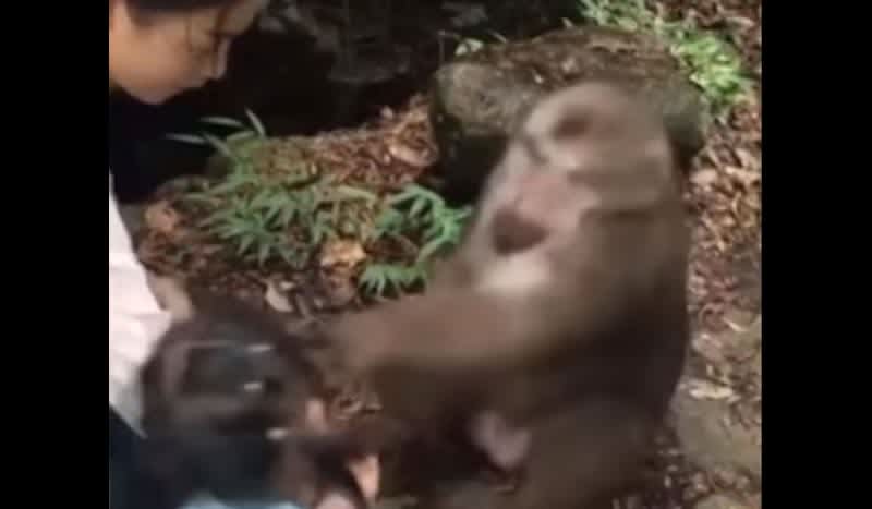 Video: Monkey Jabs Girl in the Face Sending Her Flying Backwards