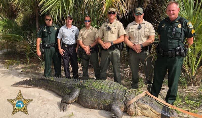 Sheriff’s Office in Florida Captures ‘Largest’ Gator Some Have Ever Seen
