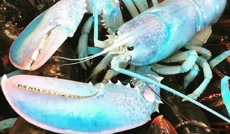 Canadian Fisherman Nets a Multicolored Crustacean That Resembles Cotton Candy