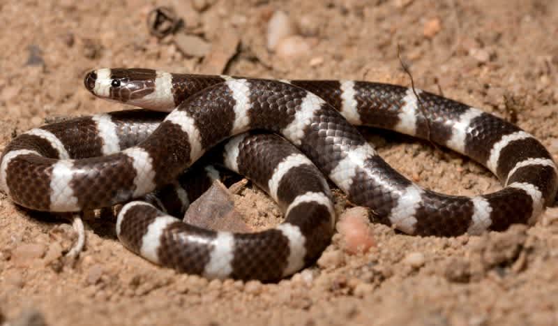 New Venomous Snake Species Discovered by Scientists Already Declared at Risk