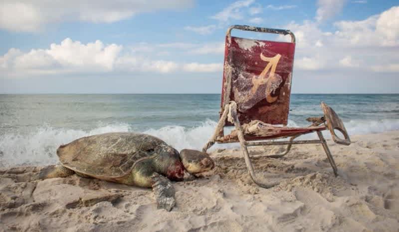 Beach Chair Claims Rare Endangered Kemp’s Ridley Sea Turtle
