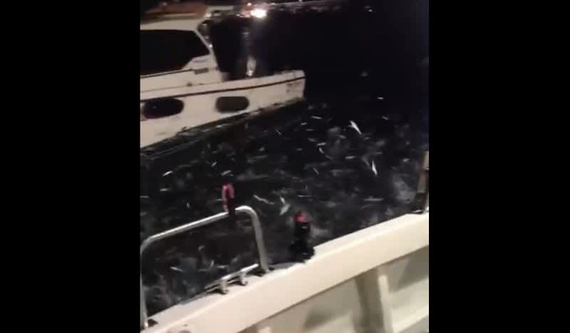 Video: Incredible Scene Shows Thousands of Sardines Jumping Out of Water to Escape Bigger Fish