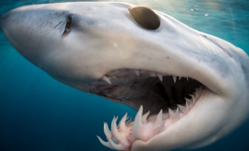Following These 5 Tips Can Reduce the Risk of a Shark Attack