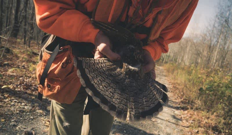 Natural Resources Board Considers Early Closure of Wisconsin Ruffed Grouse Season