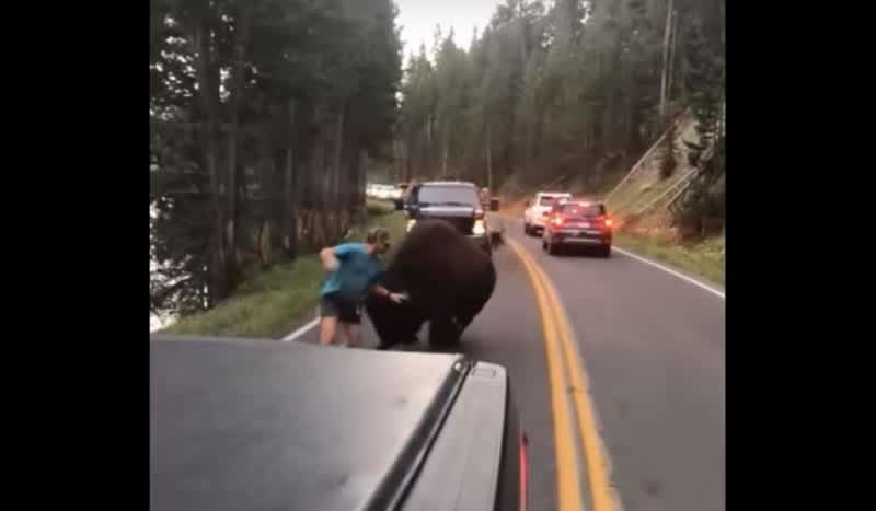 Video: Man Antagonizes Bison in Yellowstone National Park