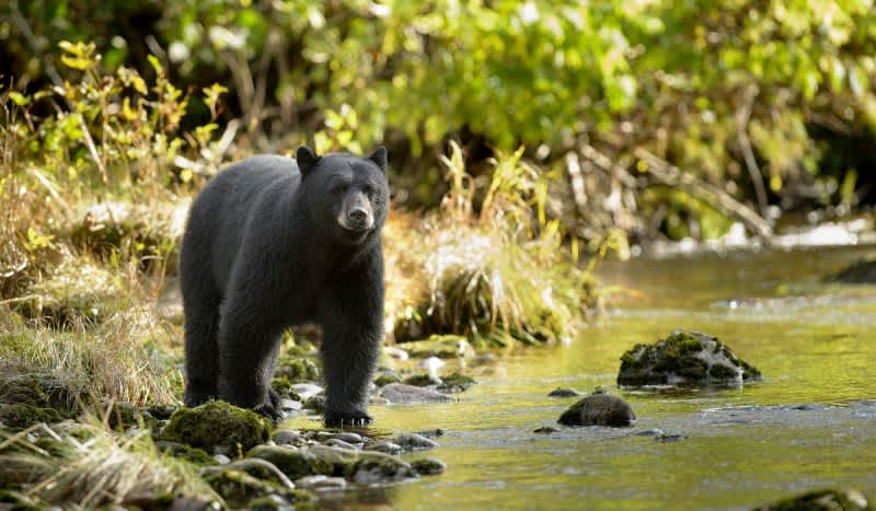 New Jersey Gov. Signs Order to Ban Black Bear Hunting on State Land, But Not Without Backlash
