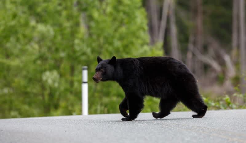 ‘I Was Annoyed’: Canadian Woman, 95, Finds Black Bear in Her Kitchen Twice in One Day