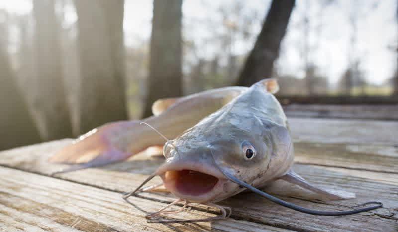 The 4 Best Types of Catfish Rigs