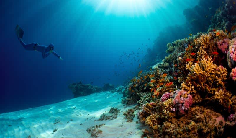 Scientists Discover Deep-Sea Coral Reef Hiding Off South Carolina Coast