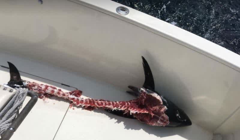 Anglers Snap Eye-Opening Photos After Tiger Shark Devours Bluefin Tuna Off Fishermen’s Line