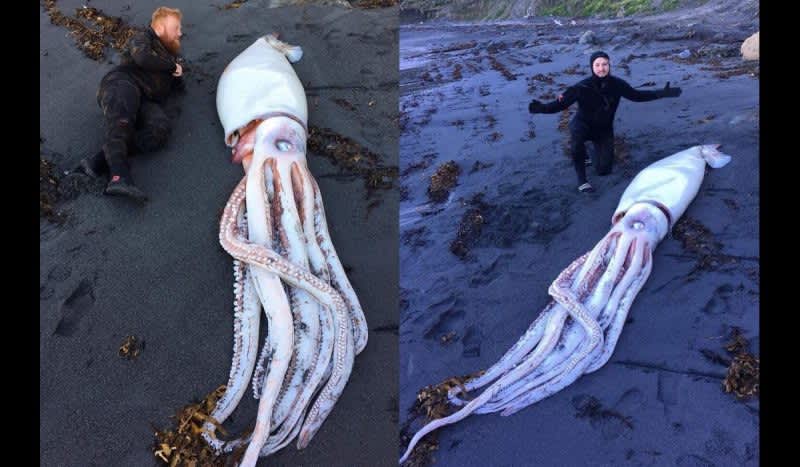 Trio of Brothers Discover Giant Squid Washed Up on a New Zealand Beach