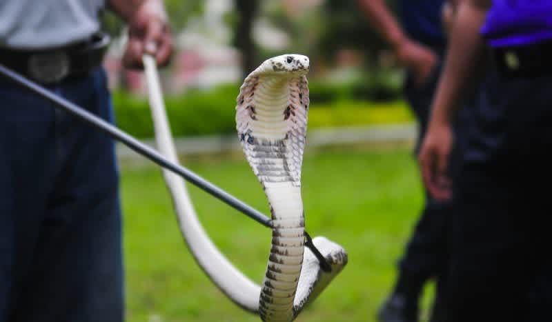 Multistate Hunt for Antivenom Saves Michigan Man’s Life After Monocled Cobra Bite