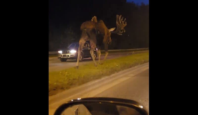 Video: BIG Bull Moose Casually Strolls Down Median in Alaska