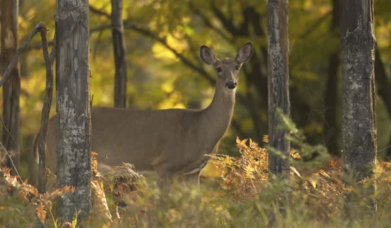 Michigan Establishes New Deer Hunting Laws Aimed at Slowing Chronic Wasting Disease