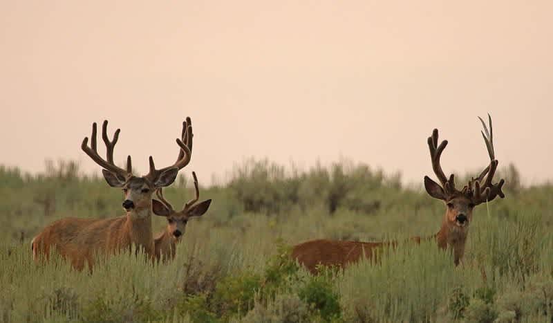Photos: Utah Mule Deer Spotted With Unique ‘Triple-Threat Rack’