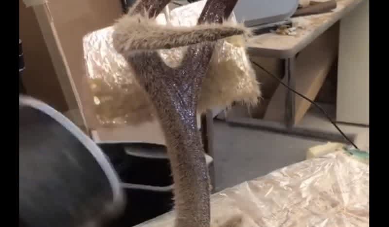 Video: Taxidermist Uses Electrostatic to Recreate a Beauty Velvet Buck
