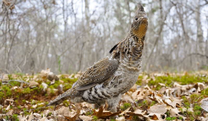 Wisconsin DNR Plans to Relocate 300 Ruffed Grouse to Missouri