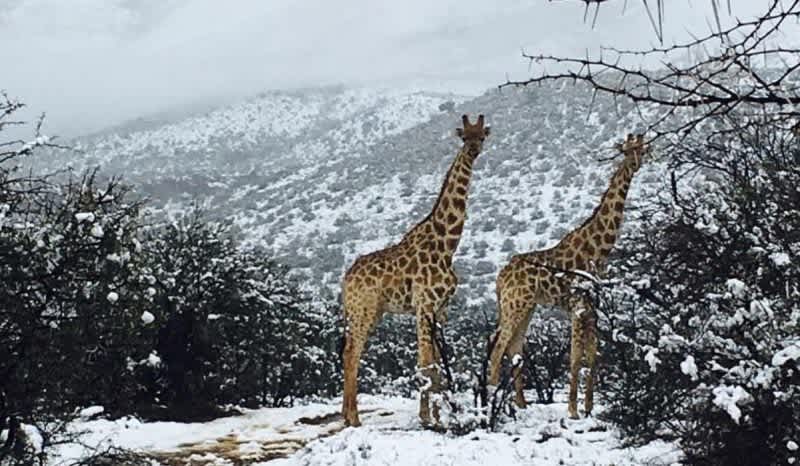 Giraffes and Elephants Among Animals Caught in Unusual Snowstorm After Blizzards Hit Africa