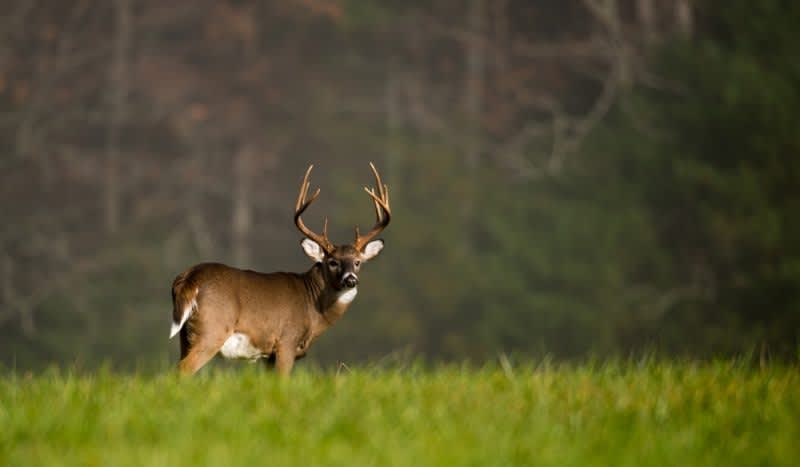 The 3 Best Buck Grunt Calls For Your Next Deer Hunting Trip