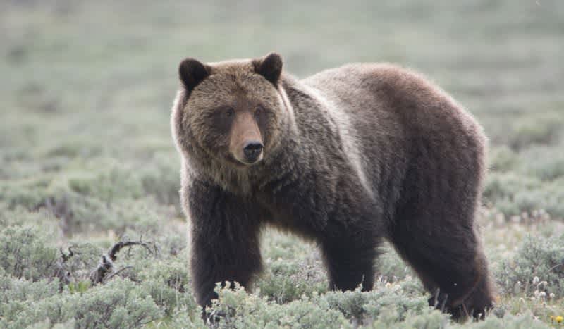Federal Judge Halts First Scheduled Grizzly Bear Season, At Least For Now